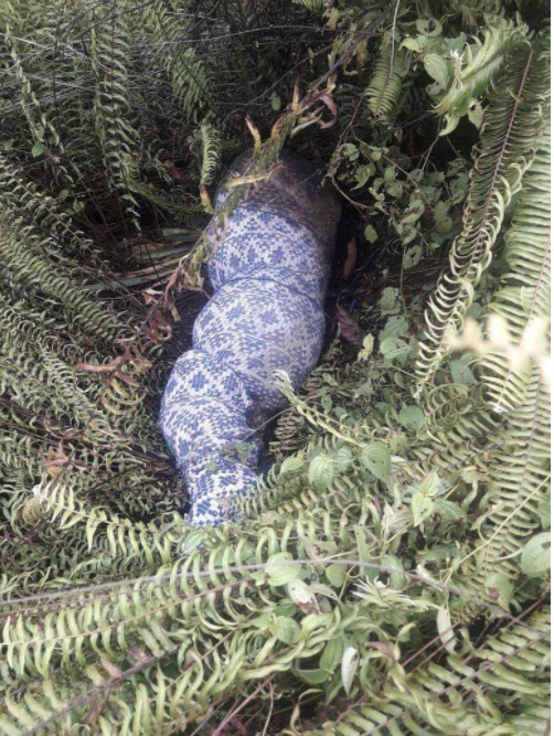 Corpo de homem é encontrado na AM-010