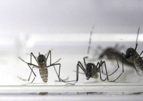 Anvisa recomenda que vacina da dengue não seja tomada por quem nunca teve a doença