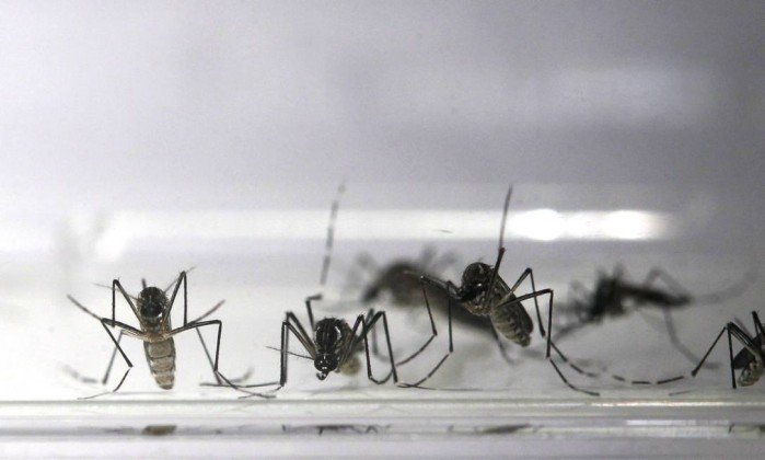 Anvisa recomenda que vacina da dengue não seja tomada por quem nunca teve a doença