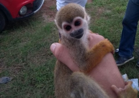 Homem é preso após tentar trocar macaco na OLX em Manaus