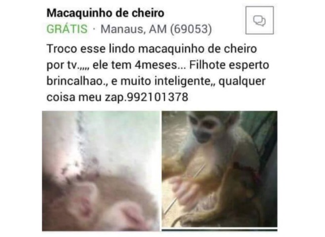 Homem é preso após tentar trocar macaco na OLX em Manaus