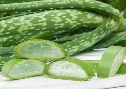 Conheça 10 poderosos tratamentos caseiros usando a babosa e economize nos remédios 