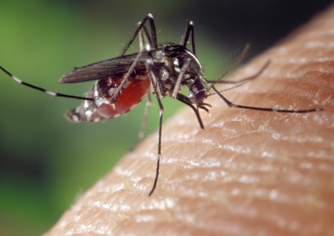 Saiba quais bairros de Manaus apresentam maior risco de infestação de dengue