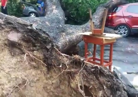 Com mulher dentro, árvore desaba sobre carro no Centro de Manaus 