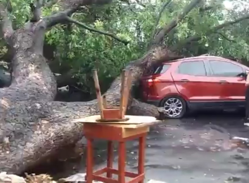 Com mulher dentro, árvore desaba sobre carro no Centro de Manaus 