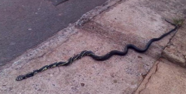 Homem é espancado a pauladas após jogar cobra em vizinho em Manaus