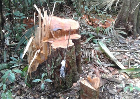 Operação localiza extração ilegal de madeira e multa infratores na RDS do Tupé