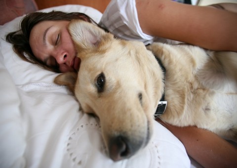 Saiba porque dormir com seu Pet na cama pode ser perigoso para  a saúde