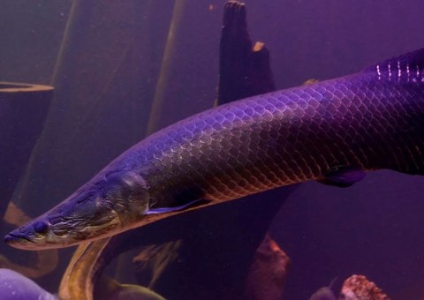 Museu da Amazônia tem novas atrações para os visitantes neste mês 