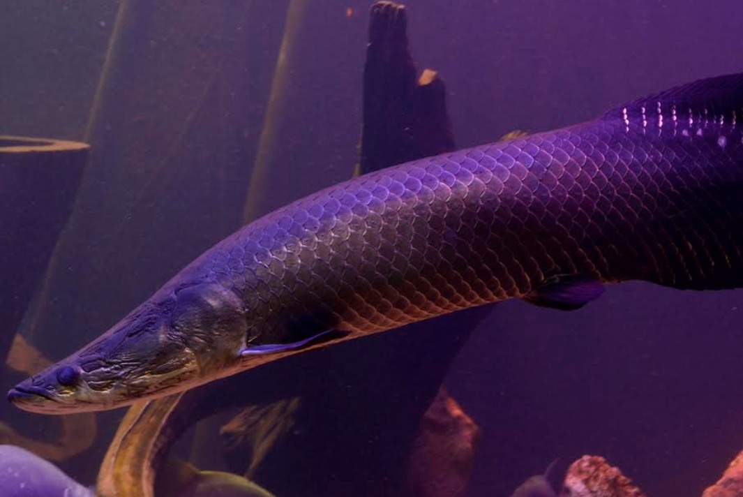 Museu da Amazônia tem novas atrações para os visitantes neste mês 