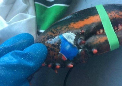 Lagosta é encontrada com marca de refrigerante ‘tatuada’ na garra