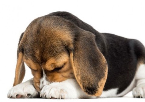  Aprenda a lidar com o medo de animais na queima de fogos do fim de ano