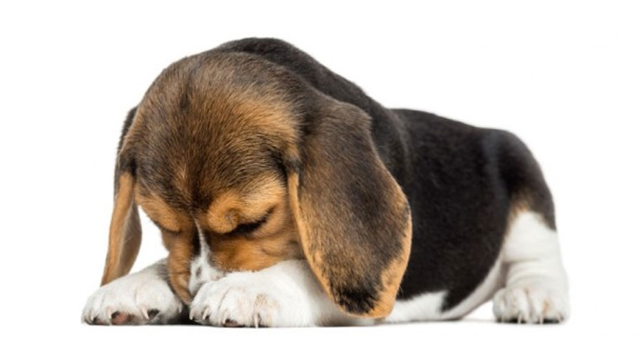  Aprenda a lidar com o medo de animais na queima de fogos do fim de ano