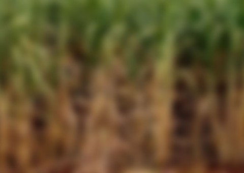 Com próprio pênis na boca, corpo de jovem é encontrado na mata