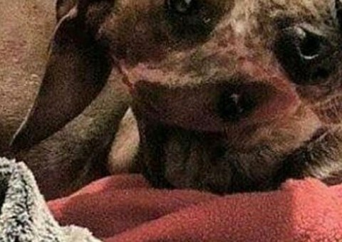 Foto 'macabra' de cachorro viraliza nas redes sociais e intriga internautas