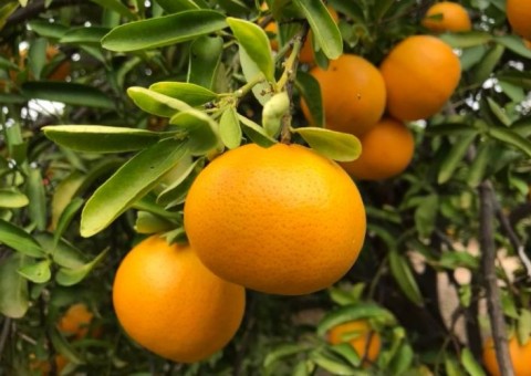 Cientistas brasileiros criam fruta cítrica para concorrer com laranja