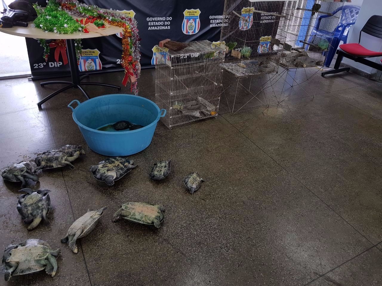 Em Manaus, quelônios e aves silvestres são apreendidos em casa de empresário