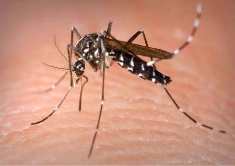 Mobilização Nacional contra o Aedes aegypti acontece nesta quinta em Manaus