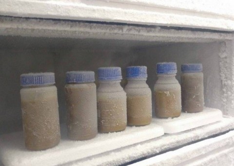 Transplante de fezes será feito pelo Hospital das Clínicas da UFMG