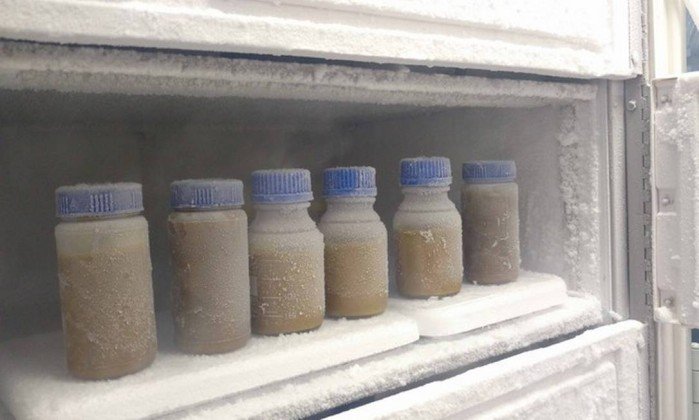 Transplante de fezes será feito pelo Hospital das Clínicas da UFMG