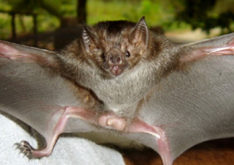 Revelado suposto motivo para ataques de morcegos no Amazonas