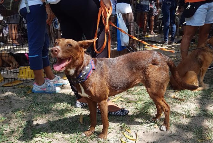 ComPaixão Animal realiza último evento de adoção do ano e arrecadação de donativos 