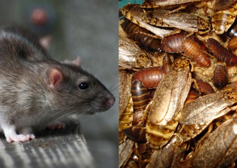 Coloque esta planta na sua casa e todas as baratas e ratos desaparecerão de vez 