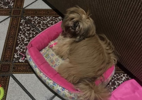 Polícia recupera cadelinha sequestrada durante assalto em Manaus