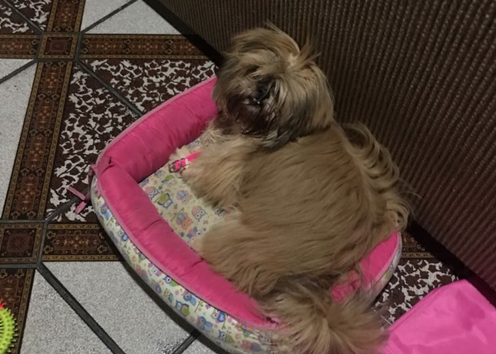 Polícia recupera cadelinha sequestrada durante assalto em Manaus