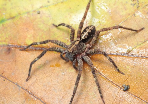 Infectologista faz alerta sobre ataques de animais peçonhentos no Amazonas