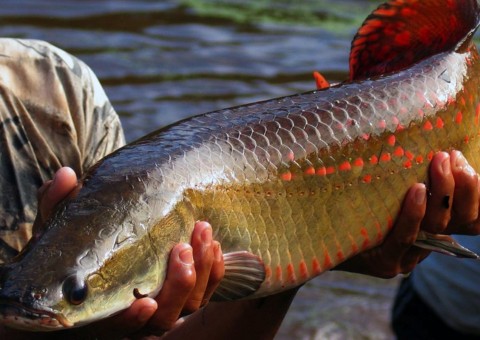 Simpósio sobre Fisiologia da Reprodução de Peixes amplia prazo para apresentação de trabalhos