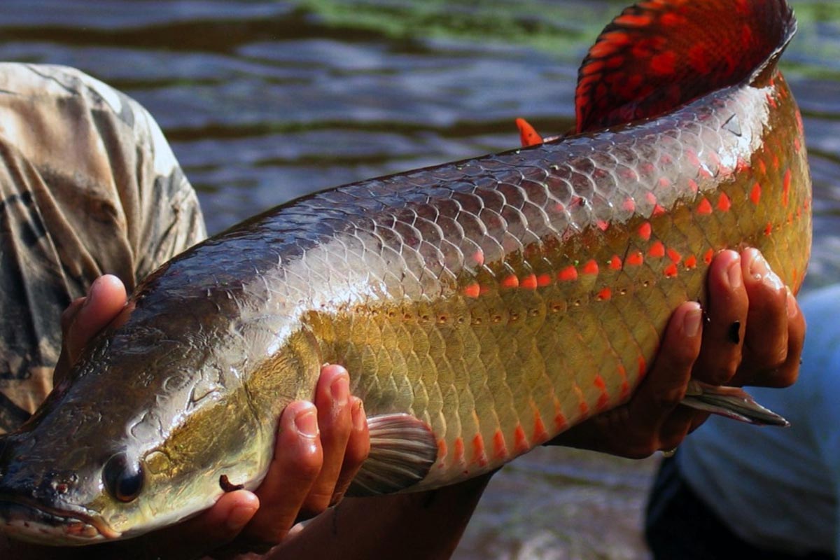 Simpósio sobre Fisiologia da Reprodução de Peixes amplia prazo para apresentação de trabalhos
