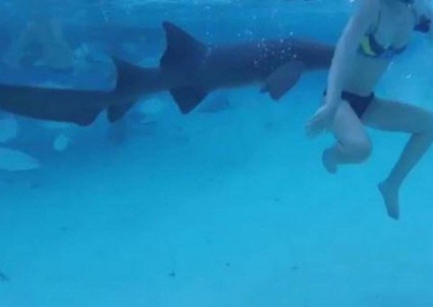 Homem filma esposa sendo atacada por tubarão durante lua de mel