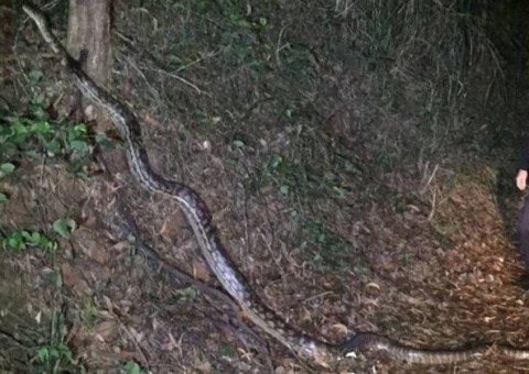 Policiais encontram com píton gigante e foto viraliza na web
