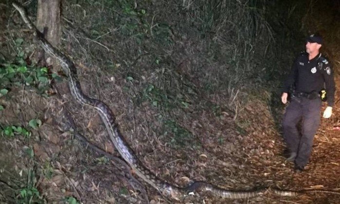 Policiais encontram com píton gigante e foto viraliza na web