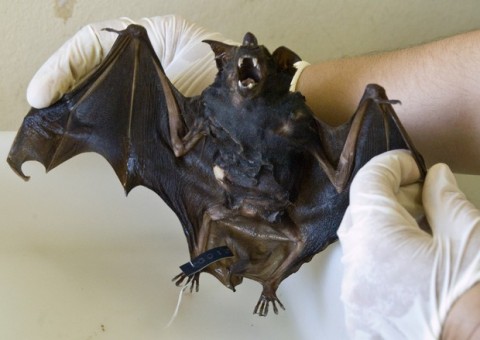 Raiva ameaça comunidades no interior da floresta amazônica  