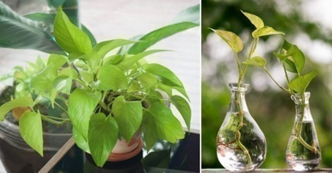 Conheça a planta recomendada pela NASA para ter na sua casa