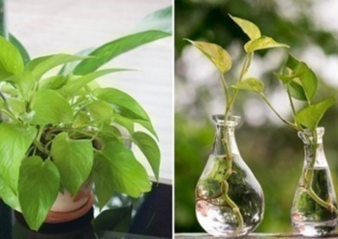 Conheça a planta recomendada pela NASA para ter na sua casa