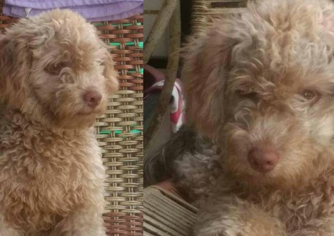 Jovem faz apelo para encontrar poodle furtado em Manaus