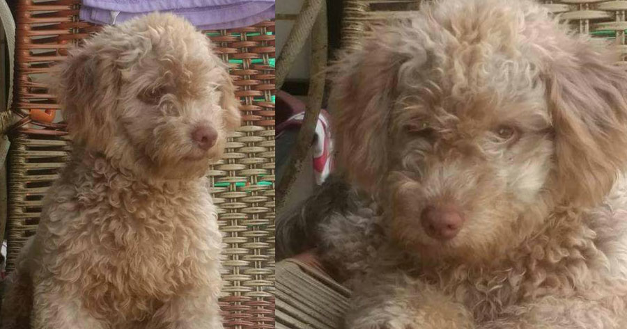 Jovem faz apelo para encontrar poodle furtado em Manaus