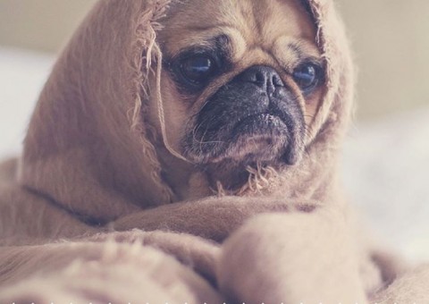 Animais também precisam de check-up médico para melhor qualidade de vida