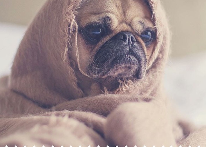 Animais também precisam de check-up médico para melhor qualidade de vida