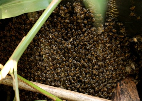 Criança morre e três são feridas após bola atingir colmeia de abelhas