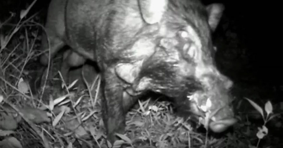 Porco 'mais feio do mundo' é flagrado pela 1ª vez em foto inédita 