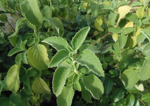 Anti-inflamatório poderoso, chá de boldo também é calmante