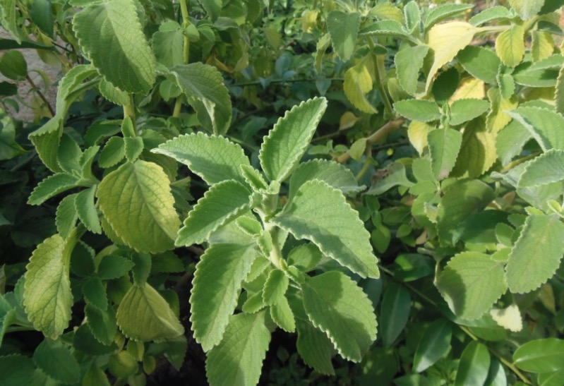 Anti-inflamatório poderoso, chá de boldo também é calmante