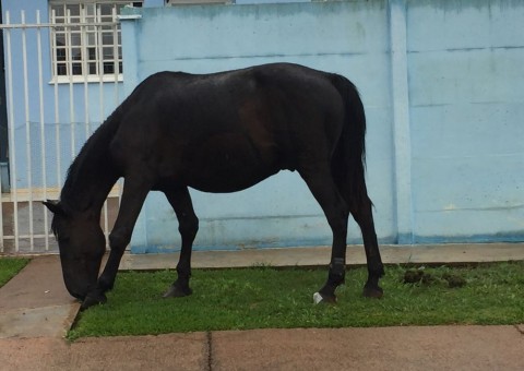 Cavalo é flagrado usando tornozeleira eletrônica em fazenda