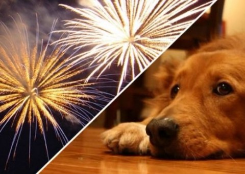 Donos de animais domésticos devem preparar ambiente para a noite de Réveillon