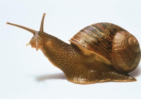  Saiba quais são os 5 animais mais assassinos do planeta