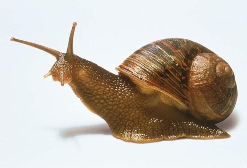  Saiba quais são os 5 animais mais assassinos do planeta